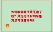 如何收集野生灵芝孢子粉？灵芝孢子粉的采集方法与注意事项？