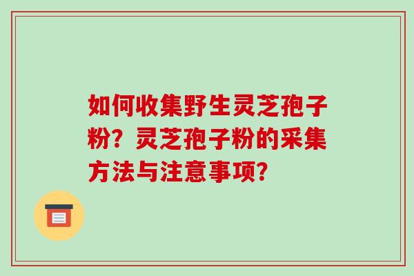 如何收集野生灵芝孢子粉？灵芝孢子粉的采集方法与注意事项？