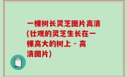 一棵树长灵芝图片高清(壮观的灵芝生长在一棵高大的树上 - 高清图片)