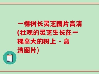 一棵树长灵芝图片高清(壮观的灵芝生长在一棵高大的树上 - 高清图片)