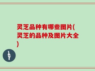 灵芝品种有哪些图片(灵芝的品种及图片大全)