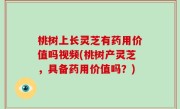 桃树上长灵芝有药用价值吗视频(桃树产灵芝，具备药用价值吗？)