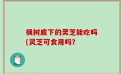 枫树底下的灵芝能吃吗(灵芝可食用吗？