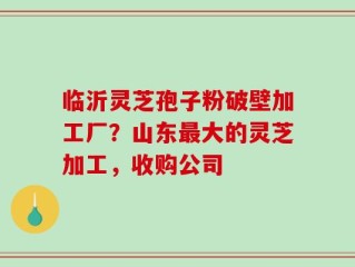 临沂灵芝孢子粉破壁加工厂？山东最大的灵芝加工，收购公司