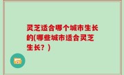 灵芝适合哪个城市生长的(哪些城市适合灵芝生长？)