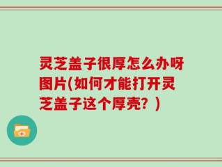 灵芝盖子很厚怎么办呀图片(如何才能打开灵芝盖子这个厚壳？)
