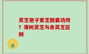 灵芝孢子紫芝胶囊功效？薄树灵芝与赤灵芝区别
