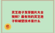 灵芝孢子发芽图片大全视频？最有效的灵芝孢子粉破壁技术是什么