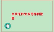 白灵芝野生玉芝桦剥管菌