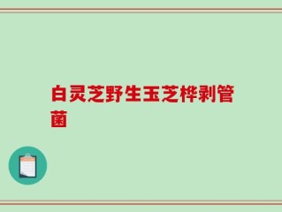 白灵芝野生玉芝桦剥管菌
