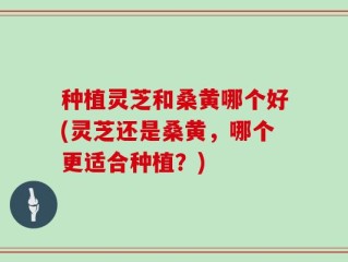 种植灵芝和桑黄哪个好(灵芝还是桑黄，哪个更适合种植？)