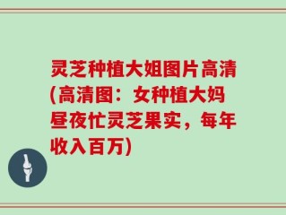 灵芝种植大姐图片高清(高清图：女种植大妈昼夜忙灵芝果实，每年收入百万)