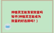 种植灵芝能发家致富吗知乎(种植灵芝能成为致富的好选择吗？)