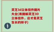 灵芝3d立体挂件图片大全(用图解灵芝3D立体挂件，这才是灵芝生长的样子)