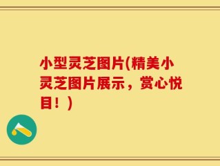 小型灵芝图片(精美小灵芝图片展示，赏心悦目！)