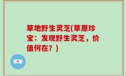 草地野生灵芝(草原珍宝：发现野生灵芝，价值何在？)