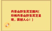 丹景山野生灵芝图片(珍稀丹景山野生灵芝呈现，震撼人心！)