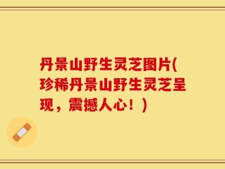丹景山野生灵芝图片(珍稀丹景山野生灵芝呈现，震撼人心！)