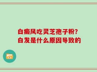 白癜风吃灵芝孢子粉？白发是什么原因导致的