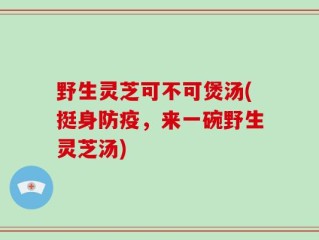 野生灵芝可不可煲汤(挺身防疫，来一碗野生灵芝汤)