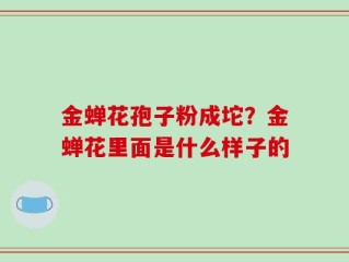 金蝉花孢子粉成坨？金蝉花里面是什么样子的