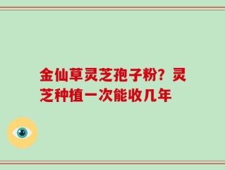 金仙草灵芝孢子粉？灵芝种植一次能收几年