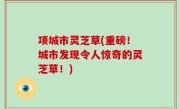 项城市灵芝草(重磅！城市发现令人惊奇的灵芝草！)