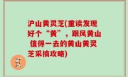 沪山黄灵芝(重读发现好个“黄”，跟风黄山 值得一去的黄山黄灵芝采摘攻略)