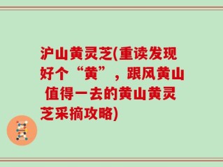 沪山黄灵芝(重读发现好个“黄”，跟风黄山 值得一去的黄山黄灵芝采摘攻略)