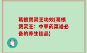葛根煲灵芝功效(葛根煲灵芝：中草药菜谱必备的养生佳品)