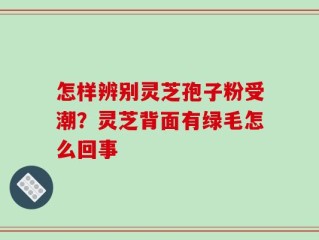 怎样辨别灵芝孢子粉受潮？灵芝背面有绿毛怎么回事