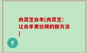 肉灵芝白羊(肉灵芝：让白羊更壮硕的新方法)