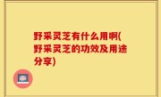 野采灵芝有什么用啊(野采灵芝的功效及用途分享)