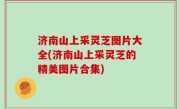 济南山上采灵芝图片大全(济南山上采灵芝的精美图片合集)
