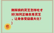 刚踩摘的灵芝怎样吃才好(如何正确食用灵芝，让身体受益最大化？)