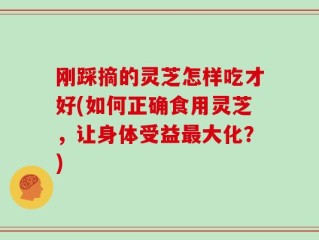 刚踩摘的灵芝怎样吃才好(如何正确食用灵芝，让身体受益最大化？)