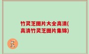 竹灵芝图片大全高清(高清竹灵芝图片集锦)