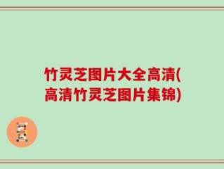 竹灵芝图片大全高清(高清竹灵芝图片集锦)