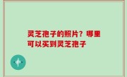 灵芝孢子的照片？哪里可以买到灵芝孢子
