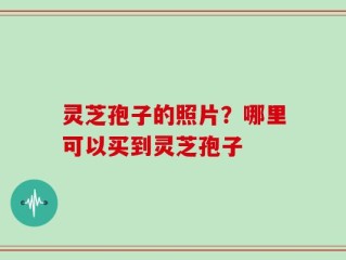 灵芝孢子的照片？哪里可以买到灵芝孢子