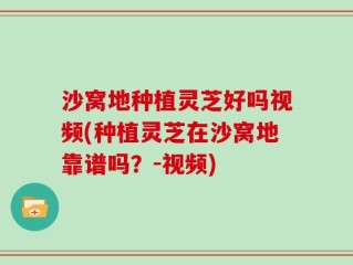 沙窝地种植灵芝好吗视频(种植灵芝在沙窝地靠谱吗？-视频)