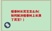 檀香树长灵芝怎么办(如何解决檀香树上长满了灵芝？)