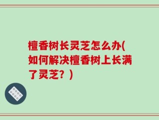 檀香树长灵芝怎么办(如何解决檀香树上长满了灵芝？)