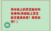 采木桩上的灵芝能吃吗有毒吗(采摘桩上灵芝能否直接食用？毒性如何？)