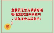 盆栽灵芝怎么采摘好活呢(盆栽灵芝采摘技巧，让你变身盆栽高手！)
