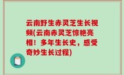 云南野生赤灵芝生长视频(云南赤灵芝惊艳亮相！多年生长史，感受奇妙生长过程)