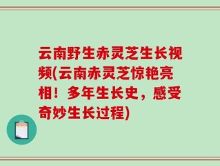 云南野生赤灵芝生长视频(云南赤灵芝惊艳亮相！多年生长史，感受奇妙生长过程)