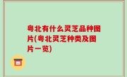 粤北有什么灵芝品种图片(粤北灵芝种类及图片一览)