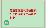 灵芝超低温气流破壁机？长白山灵芝三萜高达多少