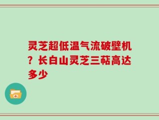 灵芝超低温气流破壁机？长白山灵芝三萜高达多少